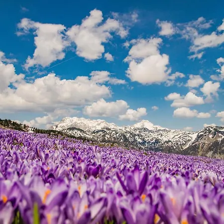 Koca Zlatorog - Velika Planina Nyaraló *