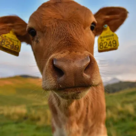 Semesterbostad Koca Zlatorog - Velika Planina Stahovica
