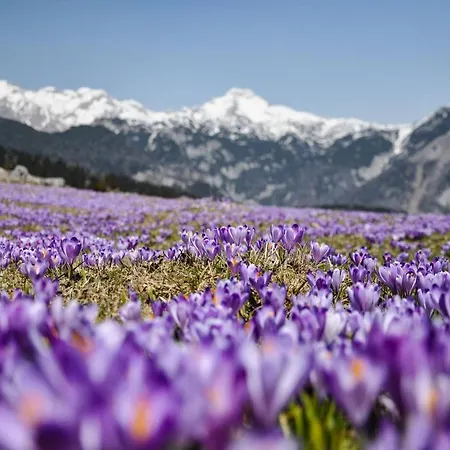 Koca Zlatorog - Velika Planina * Stahovica