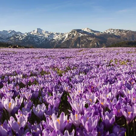 Koca Zlatorog - Velika Planina Nyaraló *