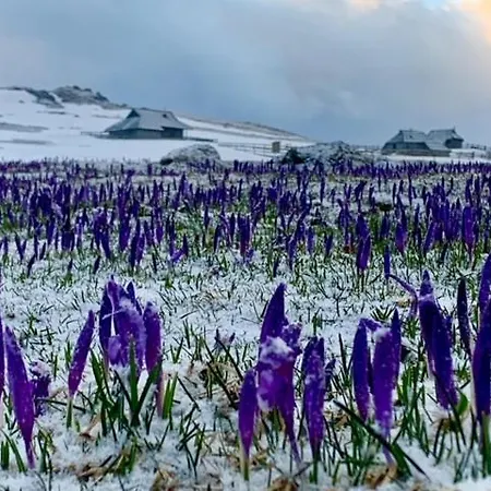 Koca Zlatorog - Velika Planina Nyaraló *