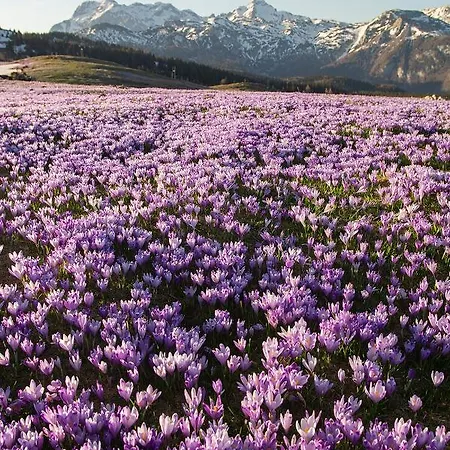 Nyaraló Koca Zlatorog - Velika Planina