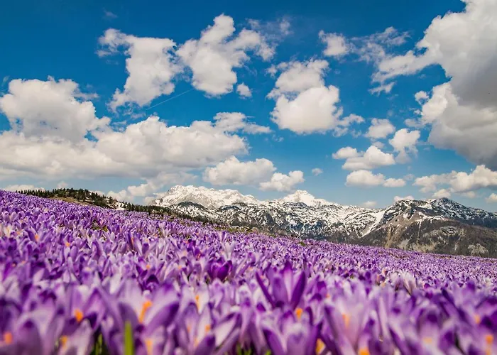 Koca Zlatorog - Velika Planina Prázdninový dům *