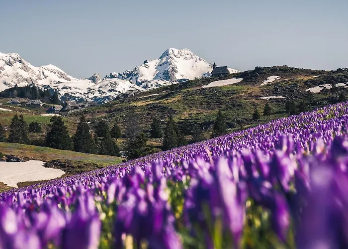 Koca Zlatorog - Velika Planina Prázdninový dům