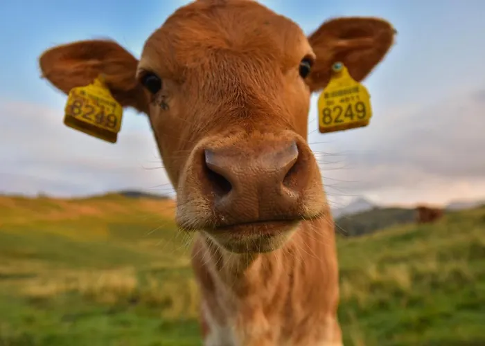 Prázdninový dům Koca Zlatorog - Velika Planina Stahovica