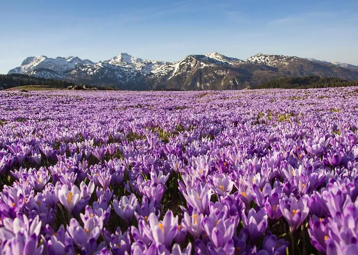 Koca Zlatorog - Velika Planina بيت للعطل *