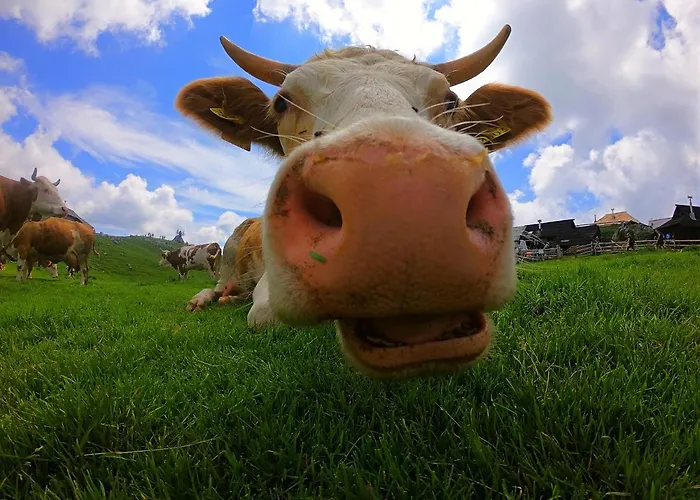 Koca Zlatorog - Velika Planina Prázdninový dům