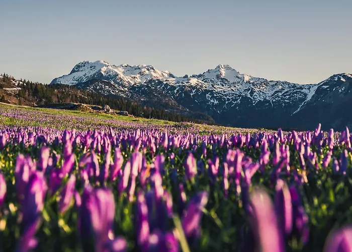 Koca Zlatorog - Velika Planina Prázdninový dům Stahovica