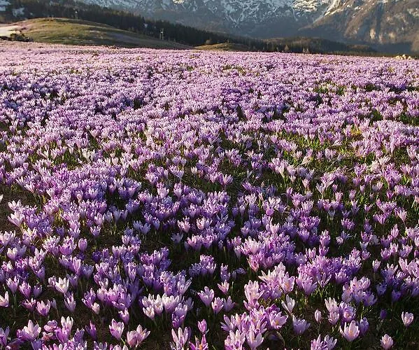 Prázdninový dům Koca Zlatorog - Velika Planina