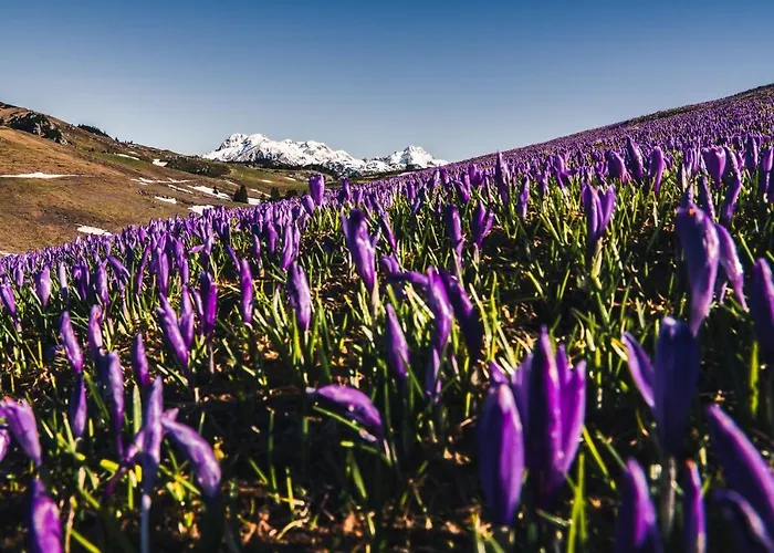 Prázdninový dům Koca Zlatorog - Velika Planina Stahovica