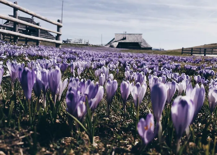 Prázdninový dům Koca Zlatorog - Velika Planina